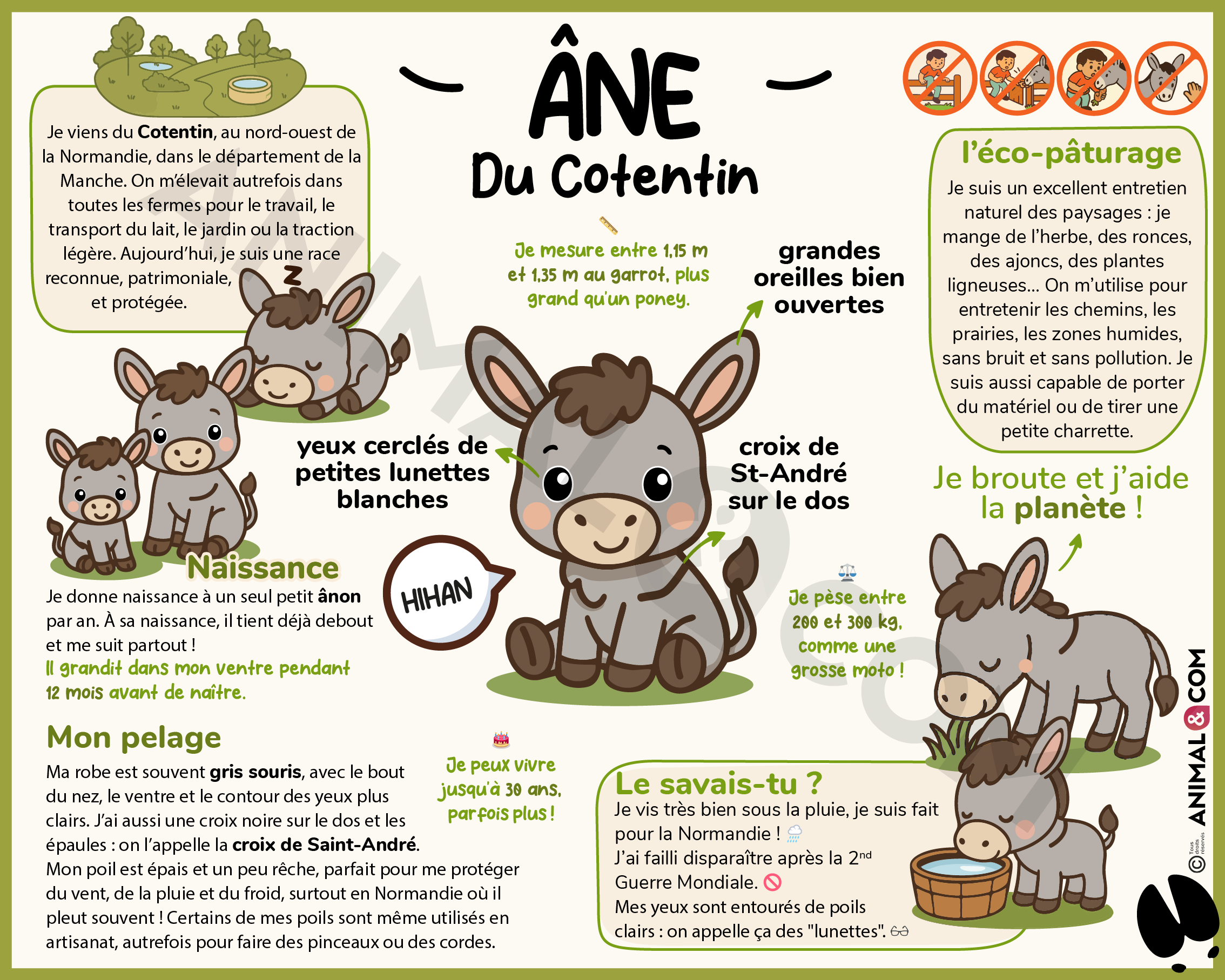 Panneau pédagogique ludique âne du cotentin