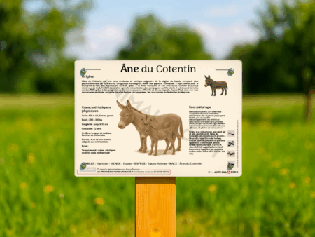 visuel d'un panneau pédagogique sur l'âne du cotentin