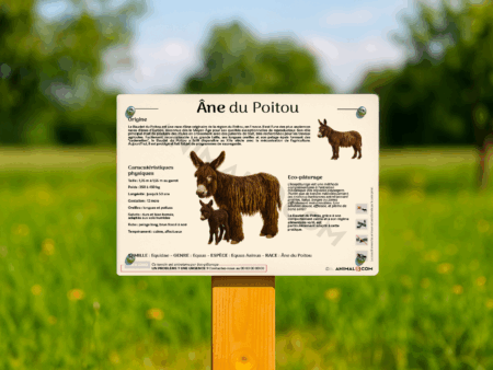 visuel d'un panneau pédagogique sur l'âne du poitou