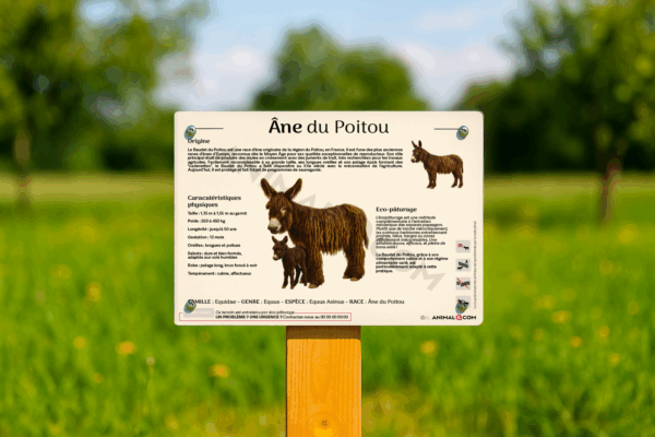 visuel d'un panneau pédagogique sur l'âne du poitou