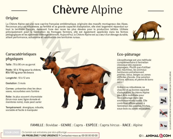 Panneau pédagogique chèvre alpine