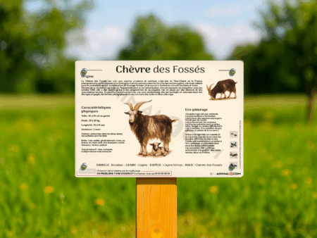 visuel d'un panneau pédagogique sur la chèvre des fossés