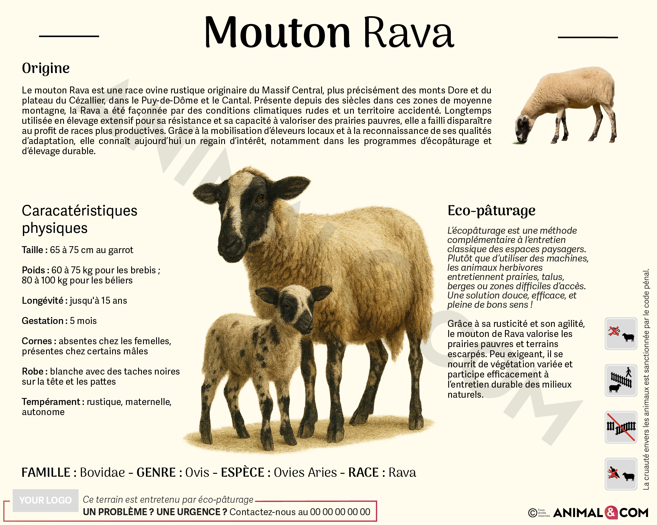 Panneau pédagogique mouton rava