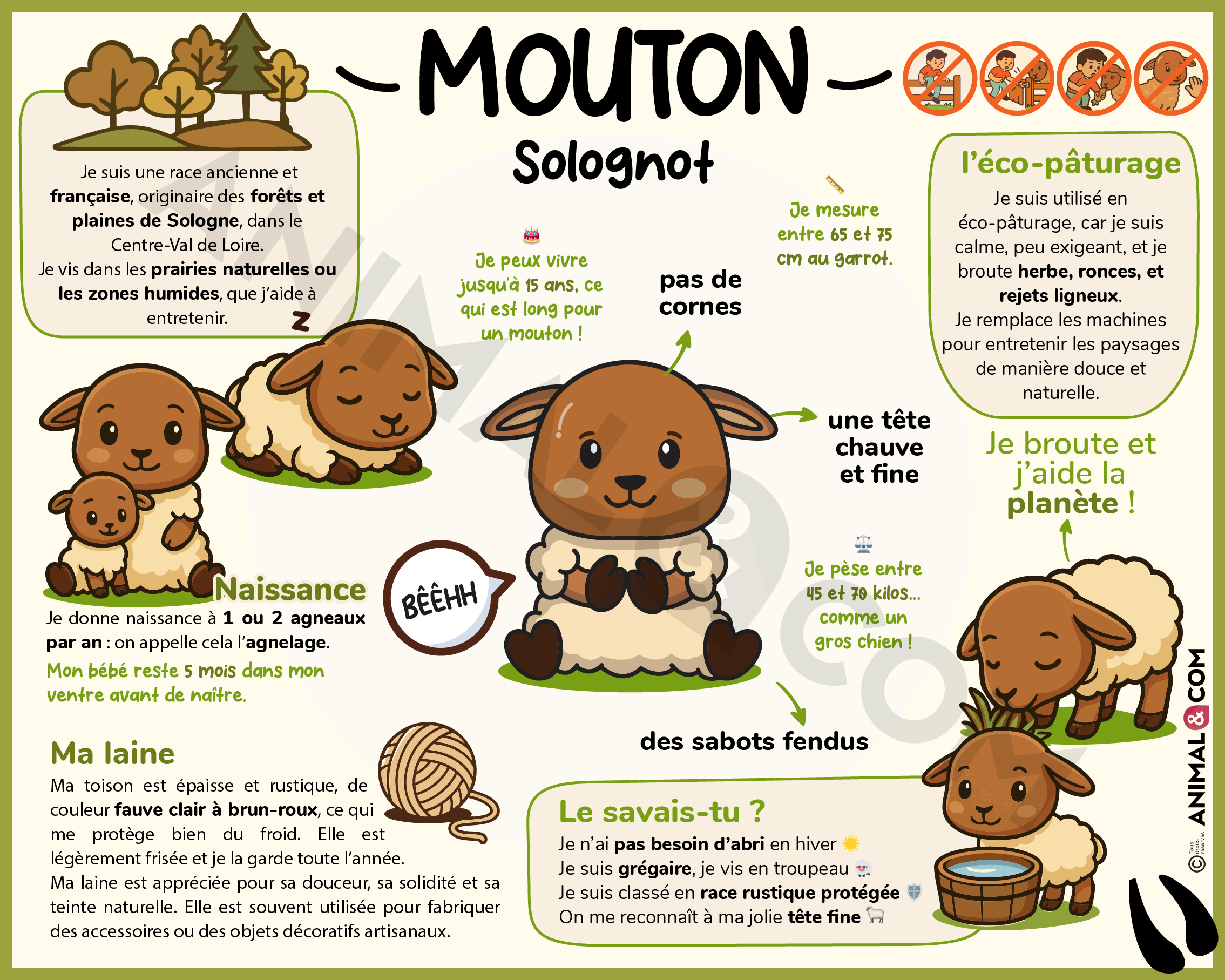 Panneau pédagogique ludique mouton solognot