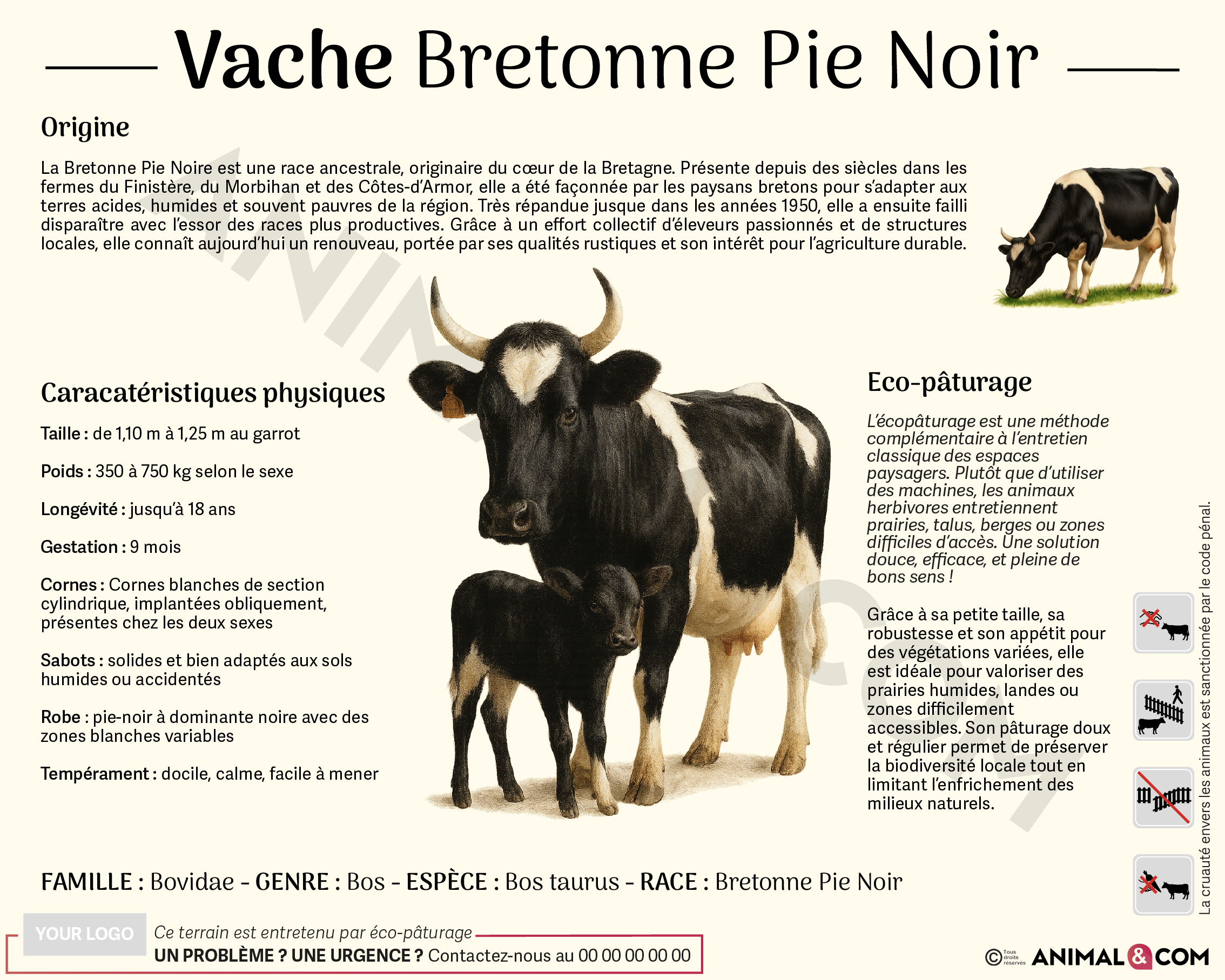 Panneau pédagogique vache bretonne pie noir