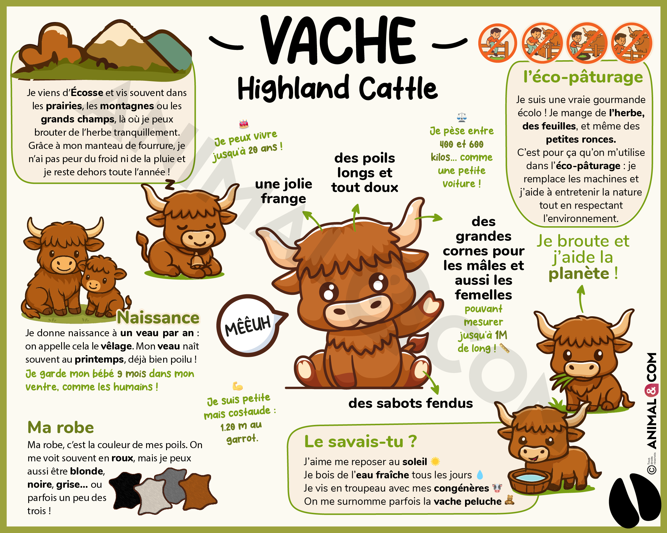Panneau pédagogique ludique vache highland cattle
