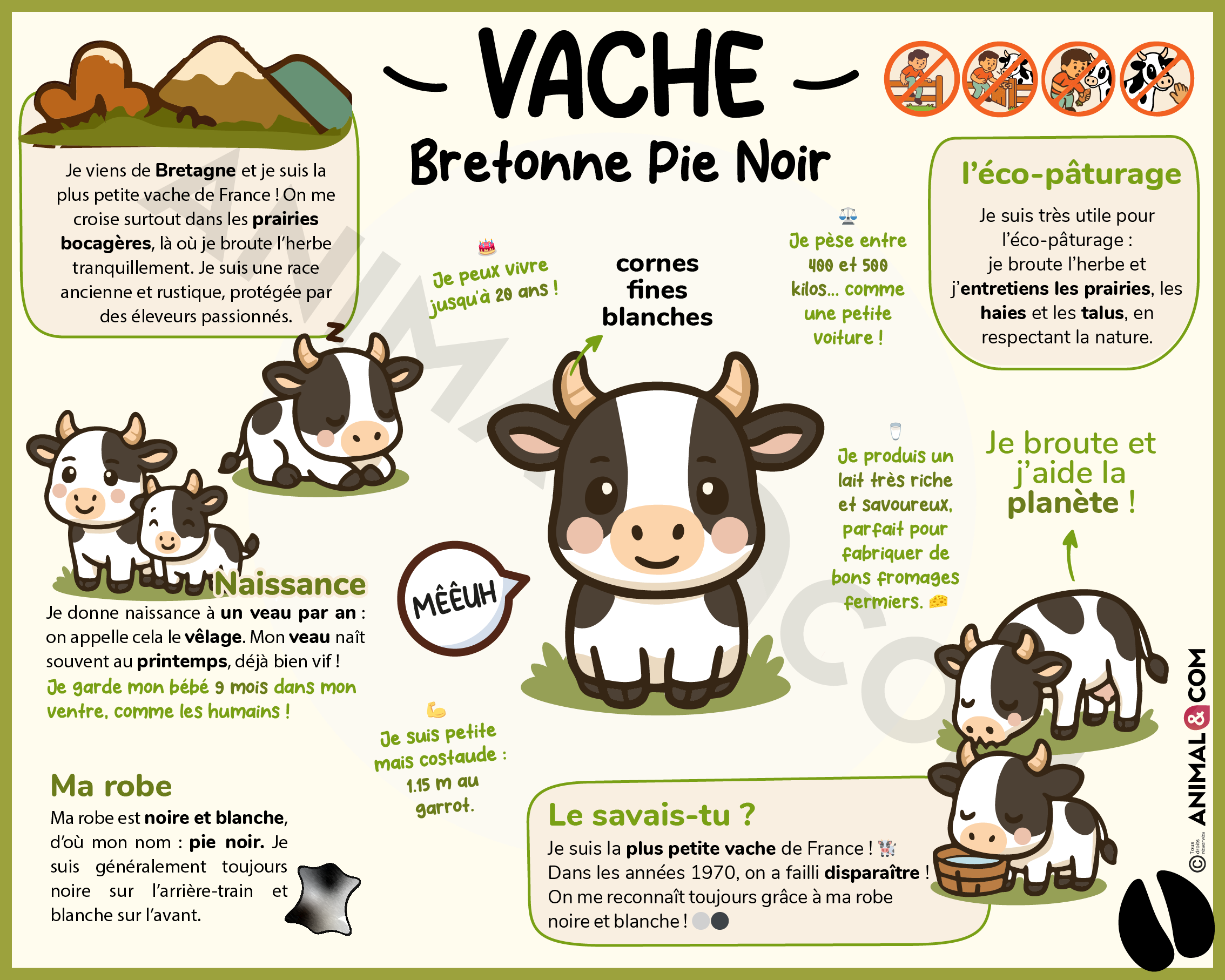 Panneau pédagogique ludique vache bretonne pie noir