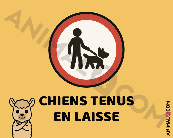 Signalétique chiens en laisse - alpaga