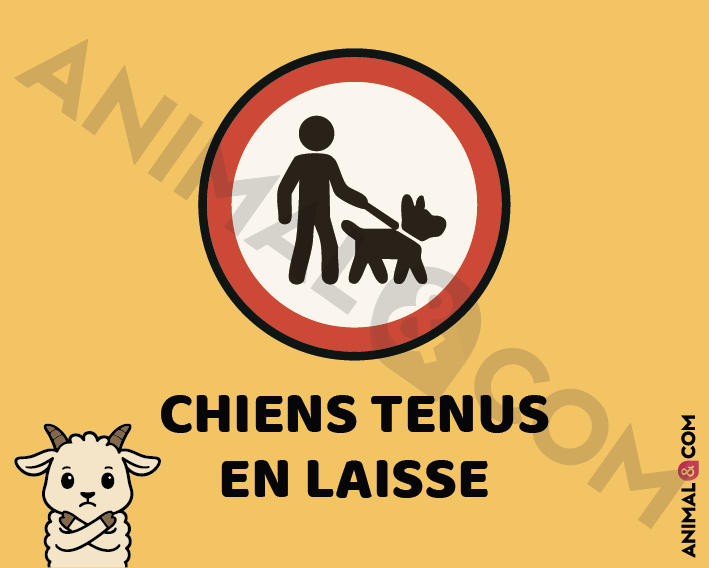 Signalétique Chiens en laisse - chèvre