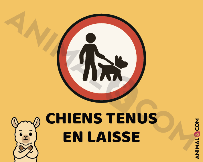 Signalétique Chiens en laisse - lama