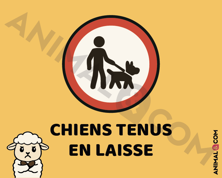 Signalétique Chiens en laisse - mouton