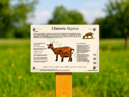 visuel d'un panneau pédagogique sur la chèvre alpine