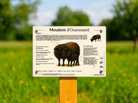 visuel d'un panneau pédagogique sur le mouton d'ouessant