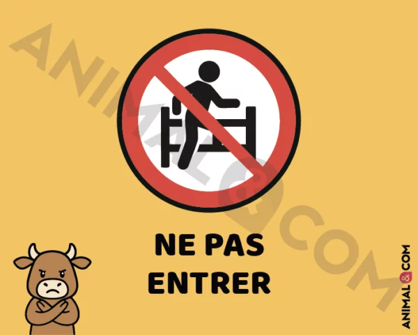 Signalétique Ne pas entrer - vache