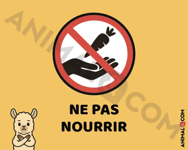Signalétique Ne pas nourrir - lama