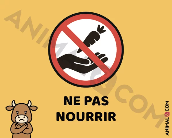 Signalétique Ne pas nourrir - vache