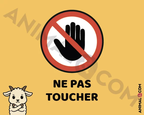 Signalétique Ne pas toucher - chèvre