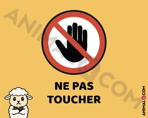 Signalétique Ne pas toucher - mouton