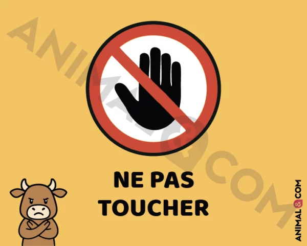 Signalétique Ne pas toucher - vache