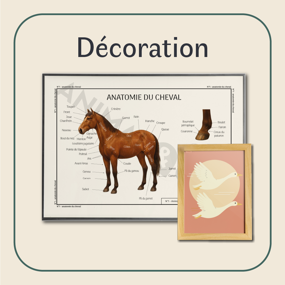 visuel catégorie décoration