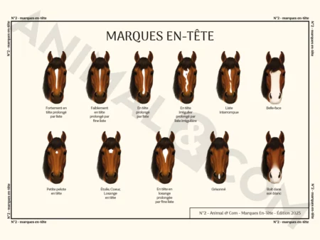 Poster marques en-tête cheval