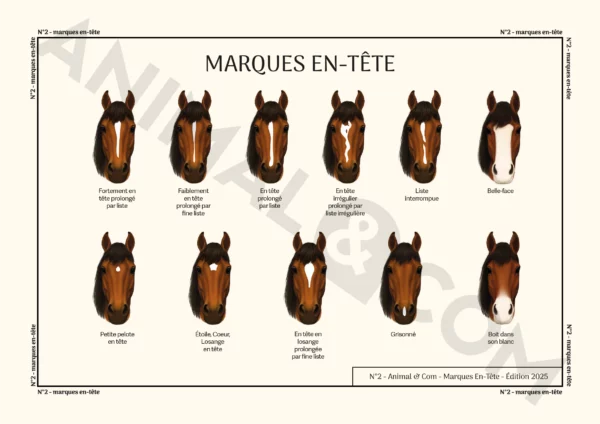 Poster marques en-tête cheval