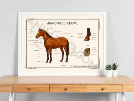 Mockup poster anatomie du cheval