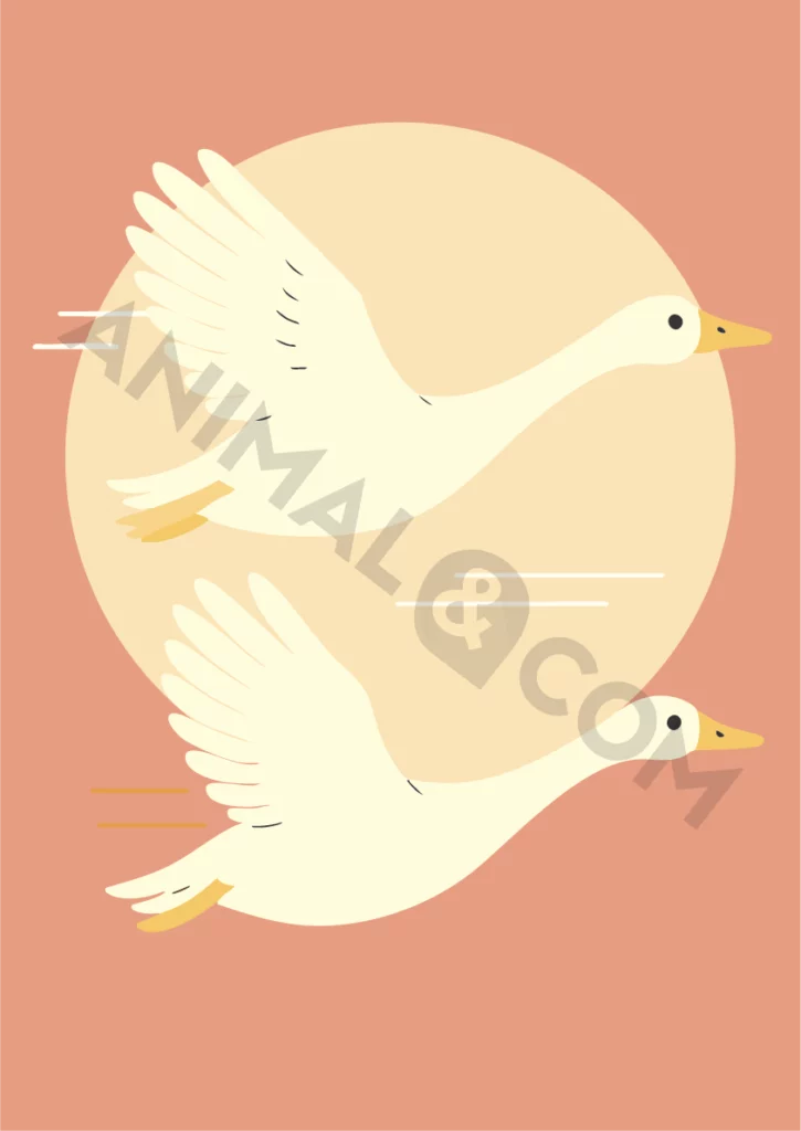 poster éco-responsable - oies