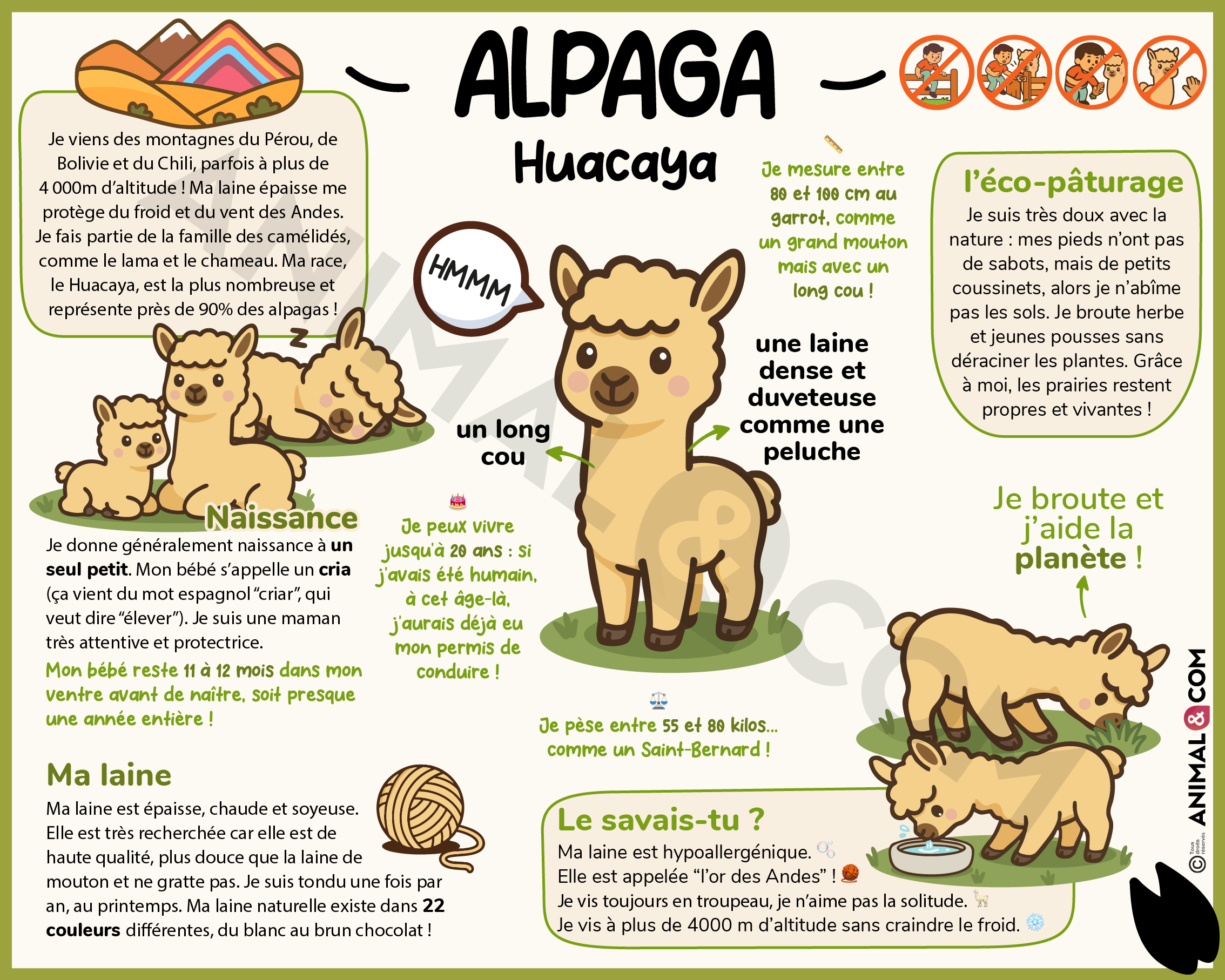 panneau pédagogique alpaga huacaya version ludique