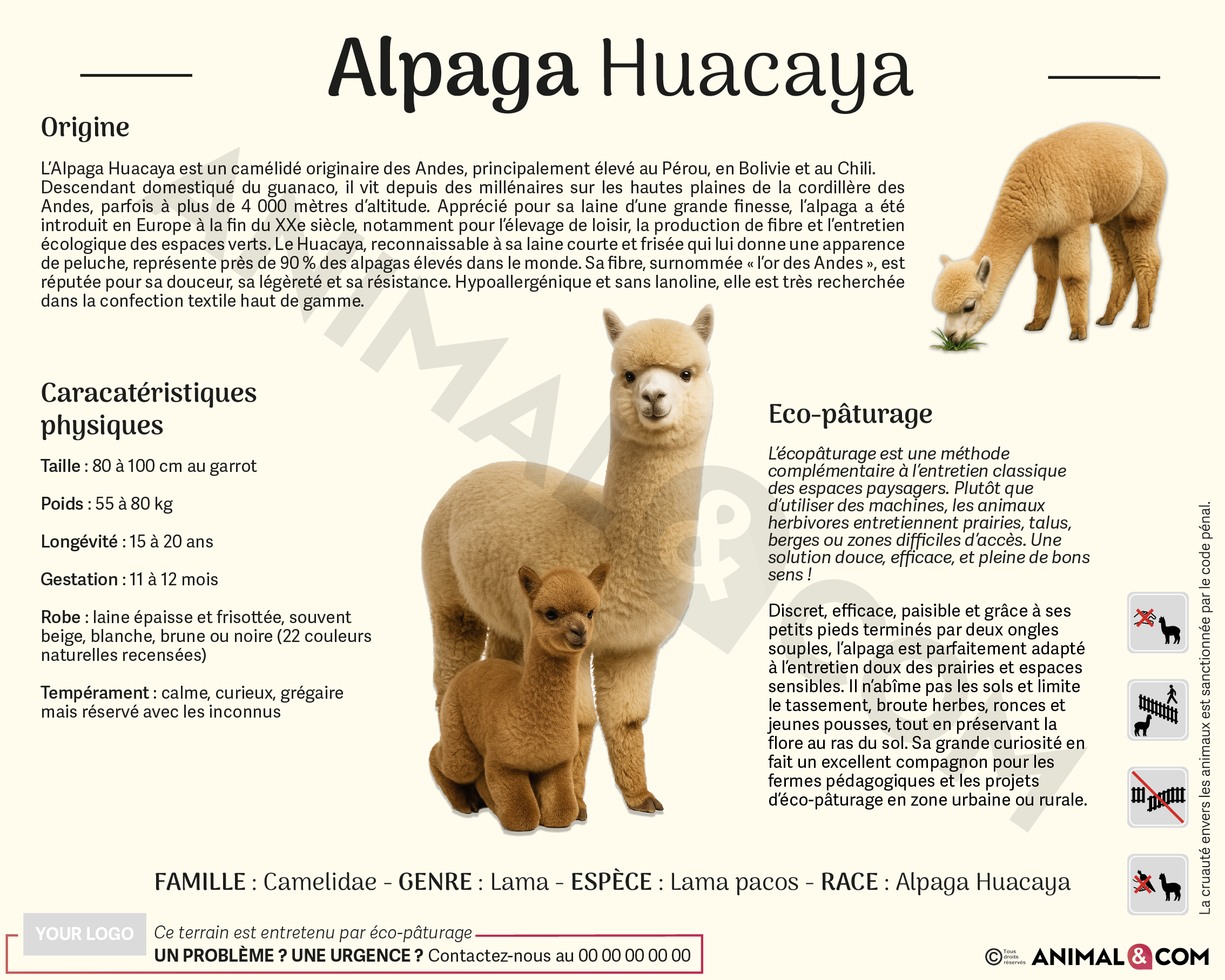 panneau pédagogique alpaga huacaya version institutionnelle