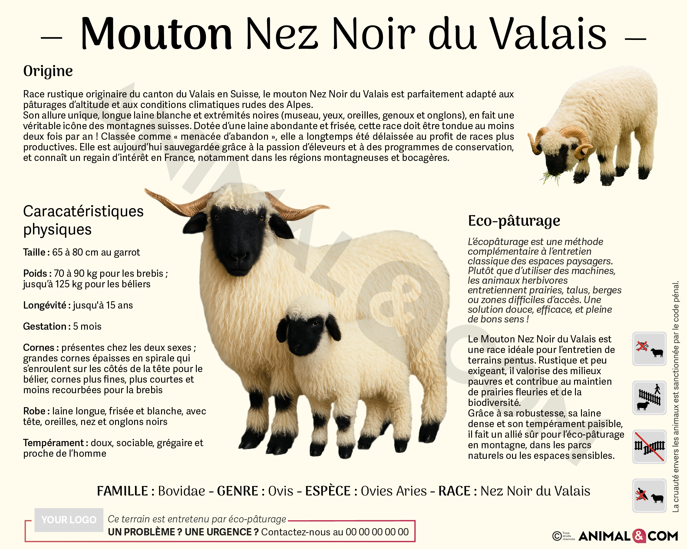 panneau pédagogique mouton nez noir du Valais version institutionnelle