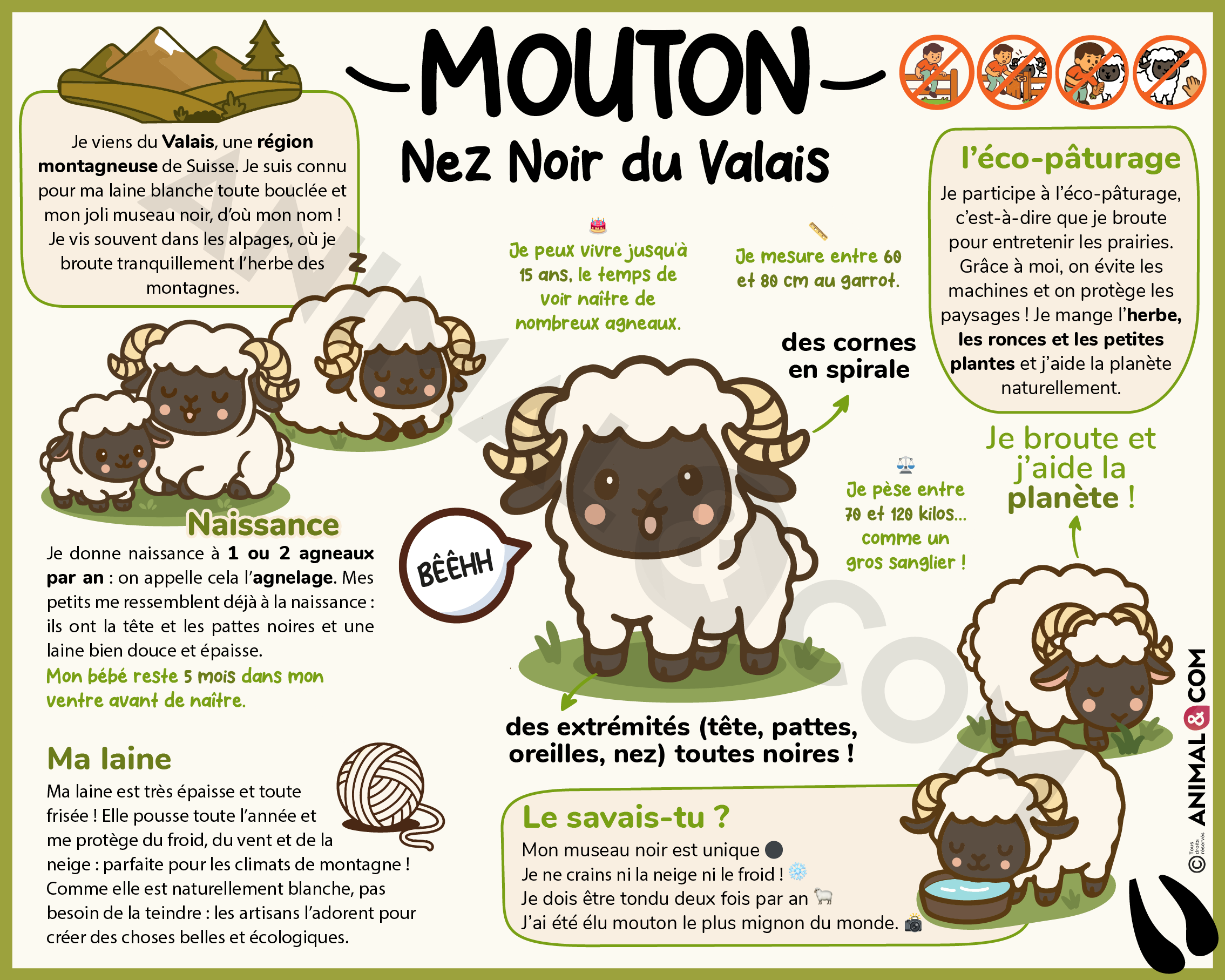 panneau pédagogique mouton nez noir du Valais version ludique