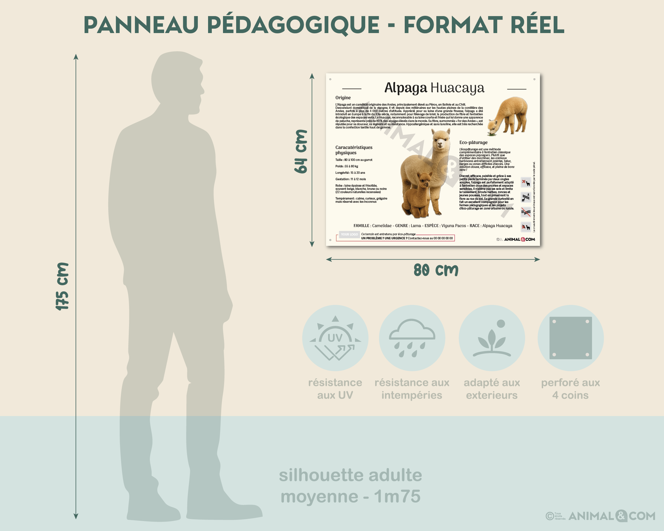 comparaison panneau taille réelle - alpaga huacaya