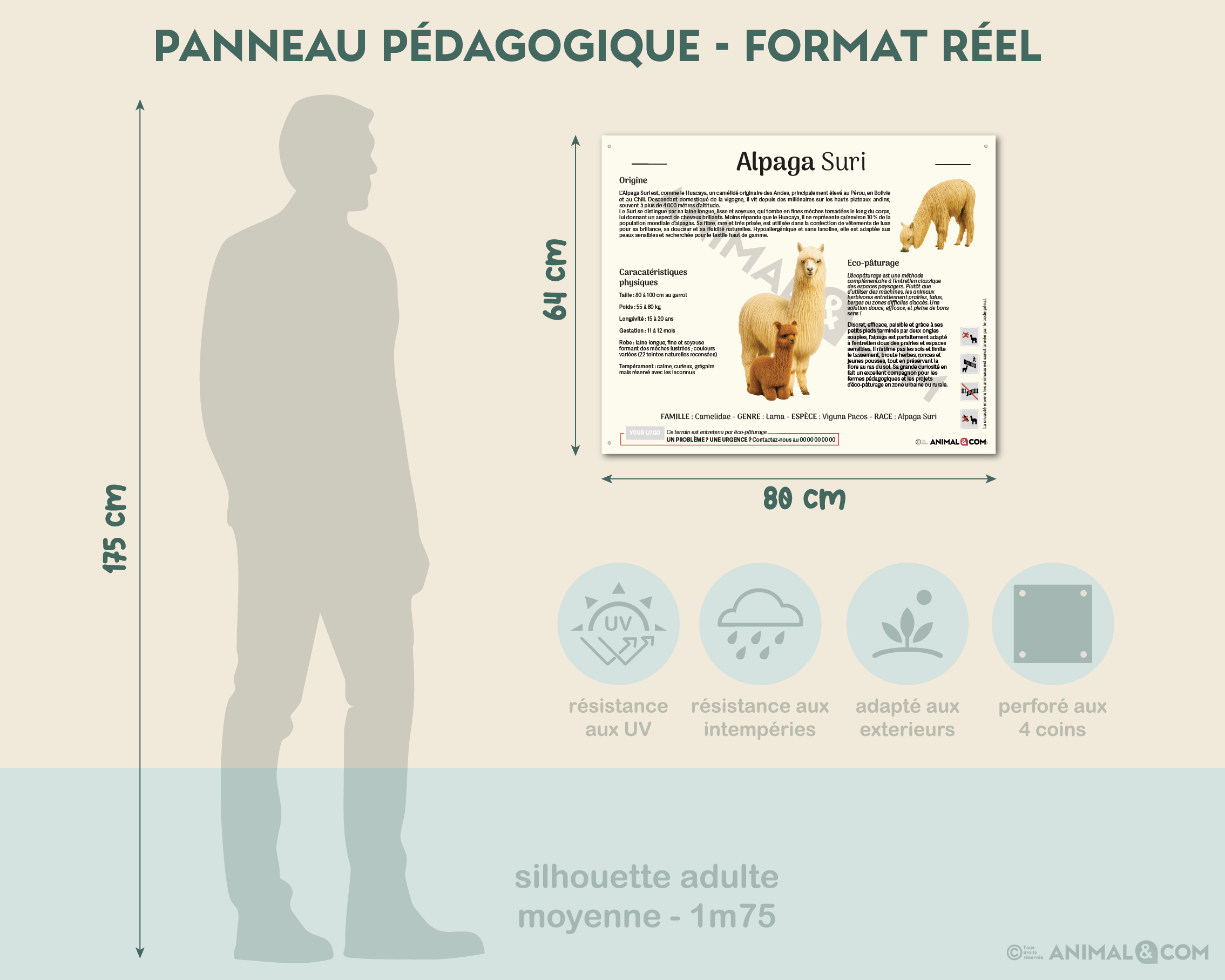 comparaison panneau taille réelle - alpaga suri