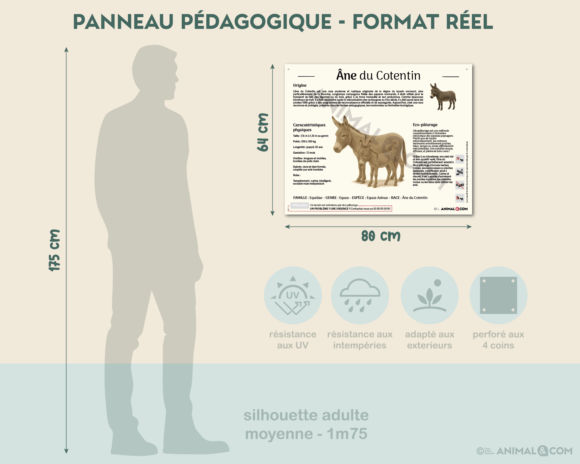 comparaison panneau taille réelle - âne du cotentin