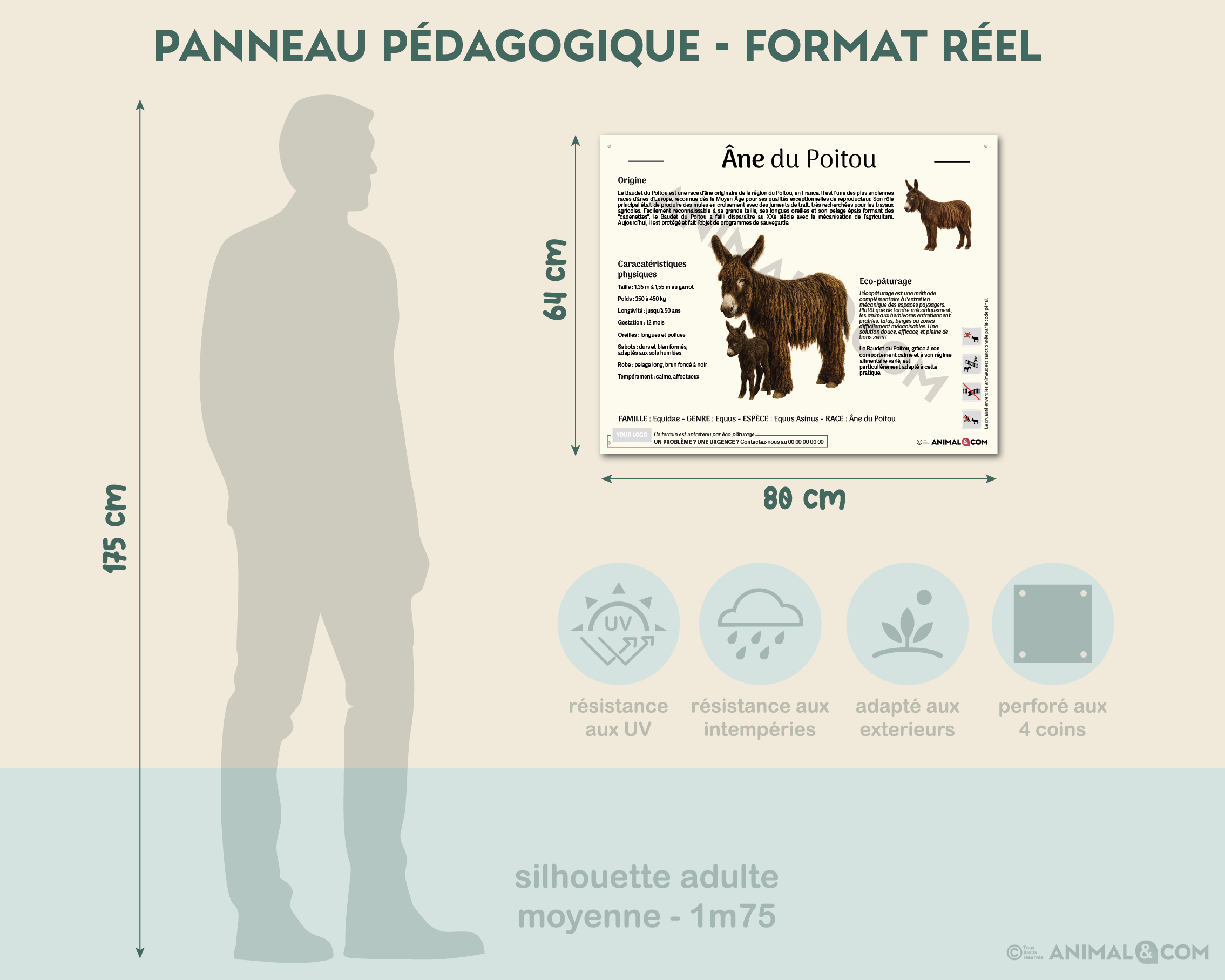 comparaison panneau taille réelle - âne du poitou