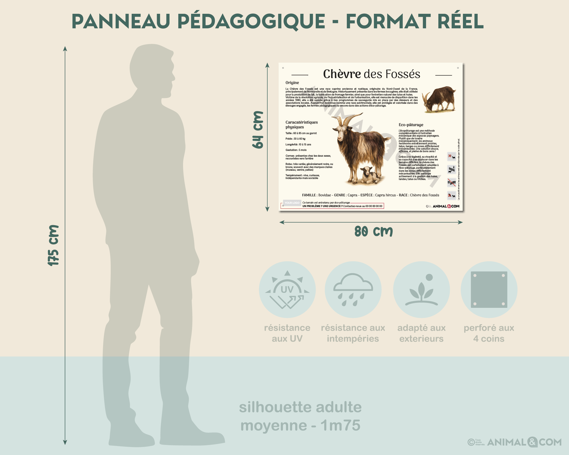 comparaison panneau taille réelle - chèvre des fossés