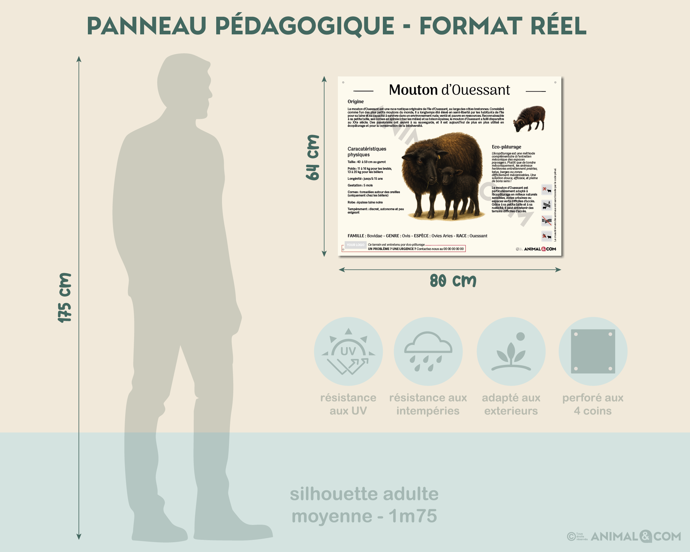 comparaison panneau taille réelle - mouton d'ouessant