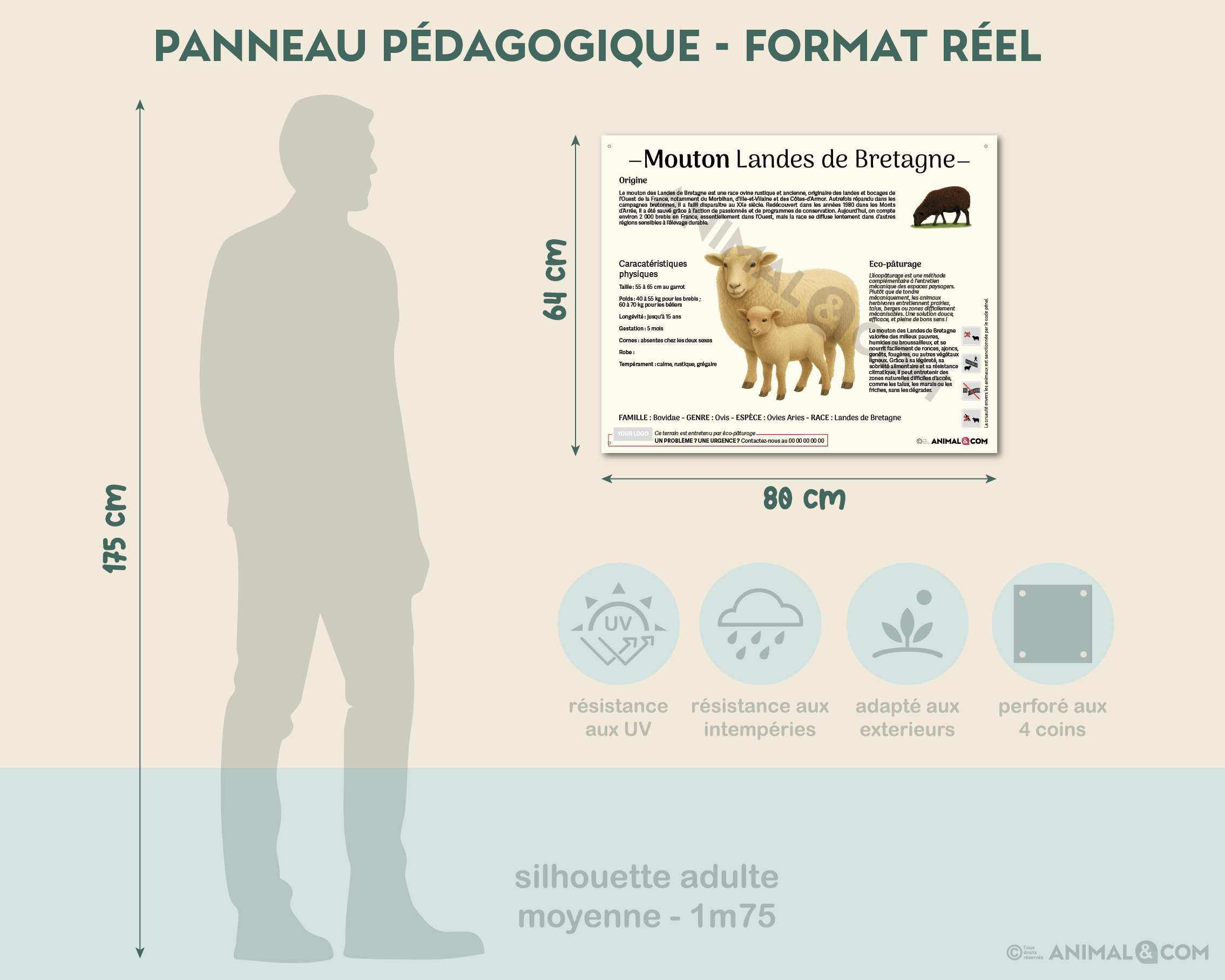 comparaison panneau taille réelle - mouton landes de bretagne