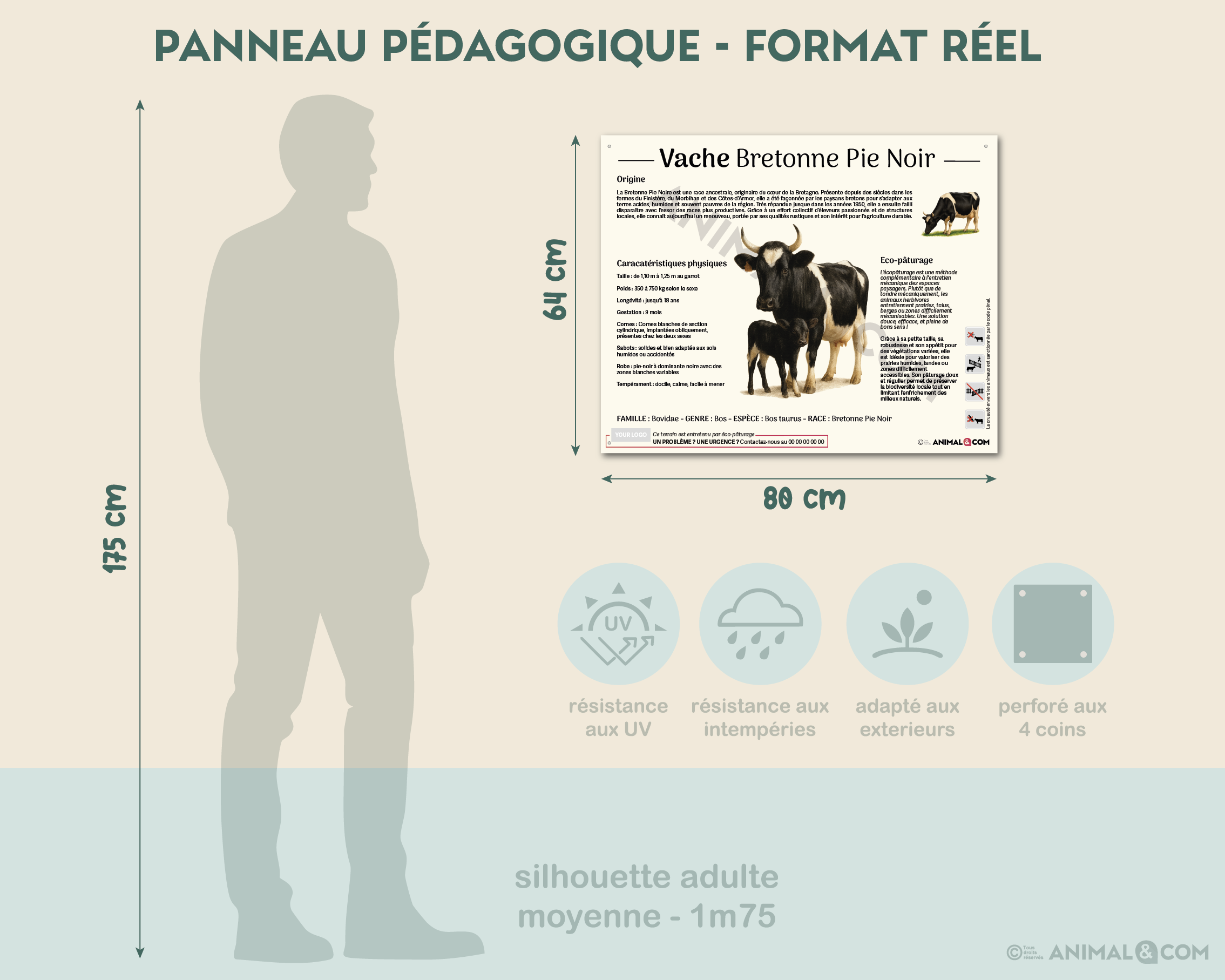 comparaison panneau taille réelle - vache bretonne pie noir