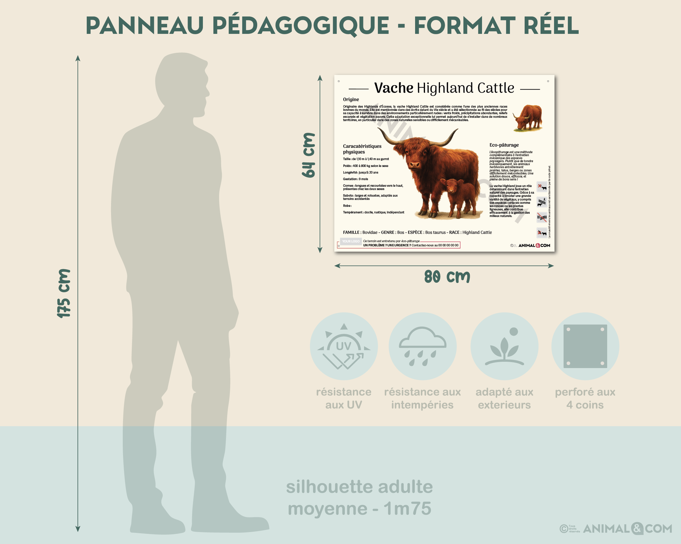 comparaison panneau taille réelle - vache highland cattle