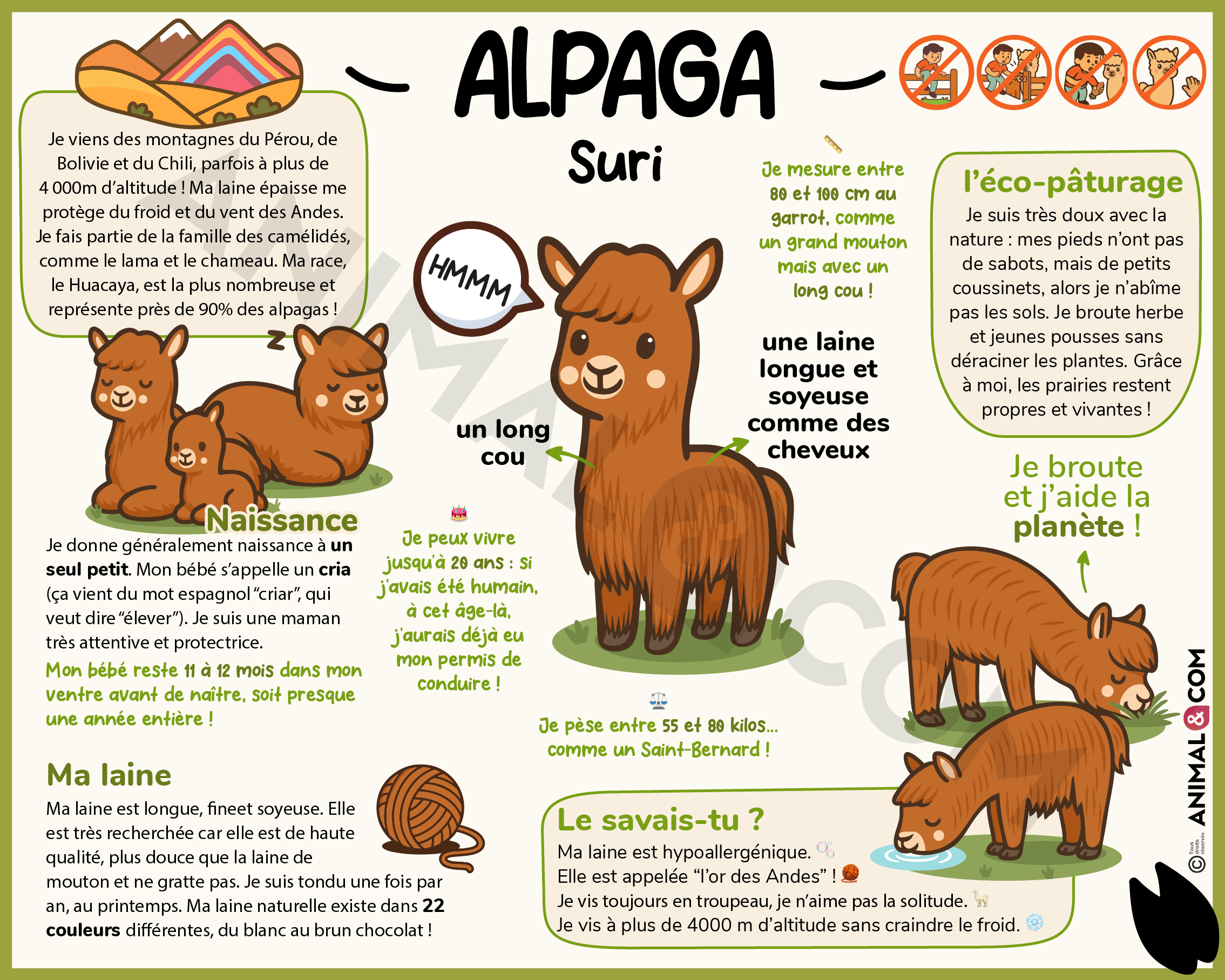 panneau pédagogique alpaga suri version ludique