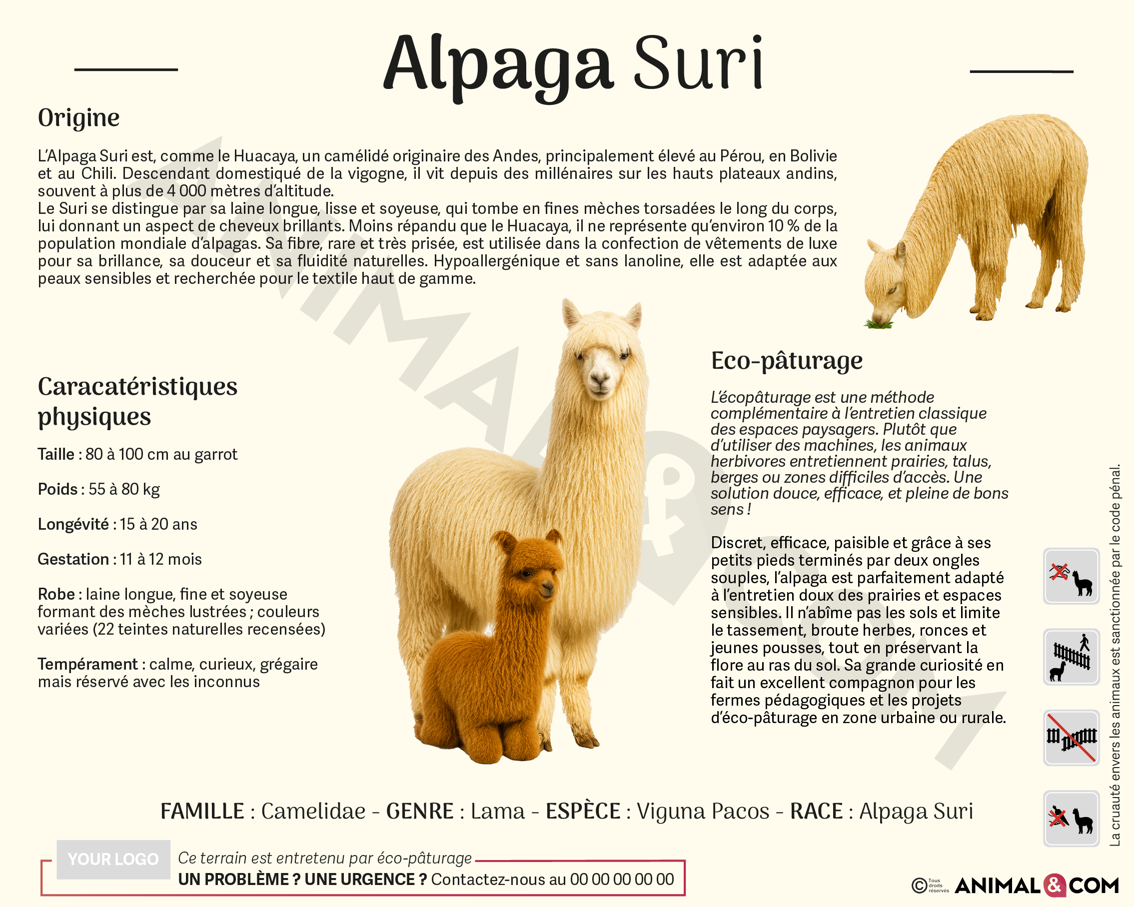 panneau pédagogique alpaga suri version institutionnelle