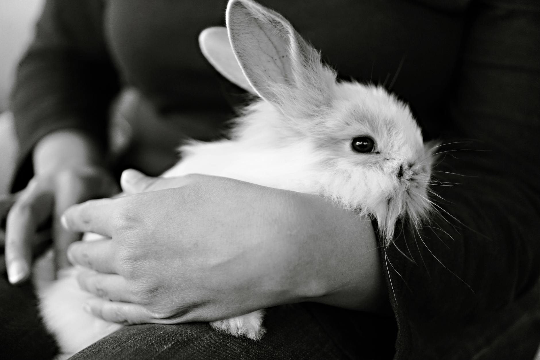 Médiation Animale : Quand les Outils Pédagogiques Transforment la Rencontre